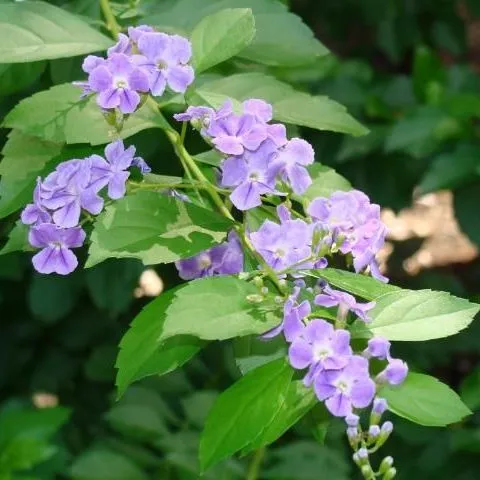 thumbnail for publication: Duranta erecta, Golden Dewdrop